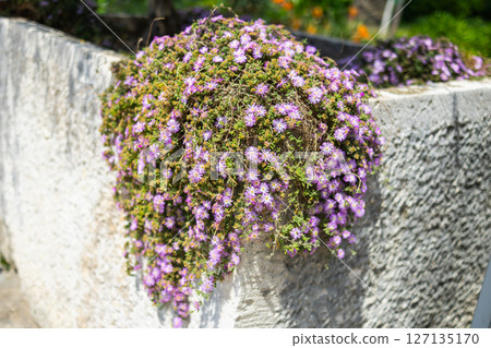 Pink flowers Delosperma cooperi close-up outdoor 127135170