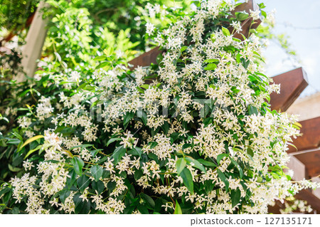 Chinese star jasmine flowers, Trachelospermum jasminoides in bloom. Chinese star jasmine flowers, Trachelospermum jasminoides in bloom. 127135171