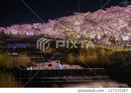 Miyagino Hayakawa cherry blossoms in the bank 127135267