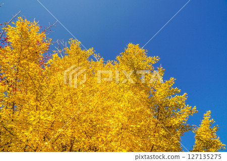 Blue sky and yellow leaves Blue sky and yellow leaves 127135275