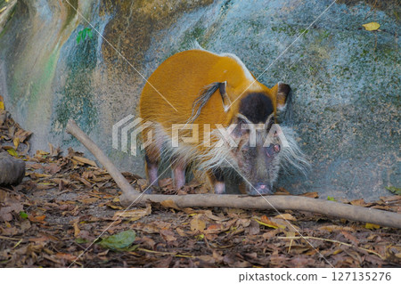 Image of wild red boar Image of wild red boar 127135276