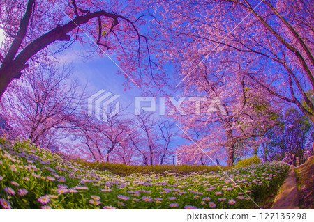 Cherry blossom and Margaret flower garden in full bloom Cherry blossom and Margaret flower garden in full bloom 127135298