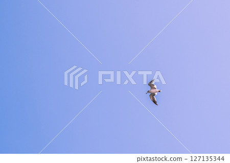 [Oarai Port: Seagulls gliding] 127135344