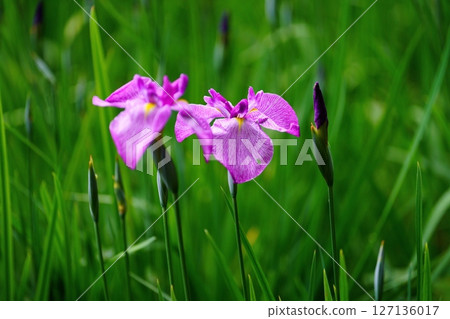 Hana shawab 127136017