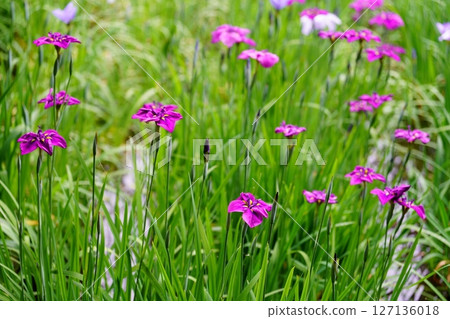 Hana shawab Hana shawab 127136018