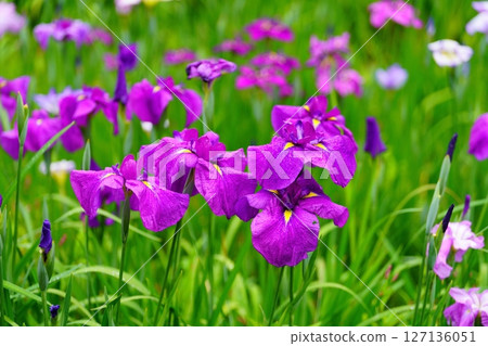 Hana shawab 127136051