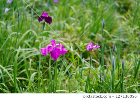 Hana shawab Hana shawab 127136056