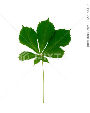 Chestnut Leafs objects and background. Chestnut Leafs objects and background. 127136102