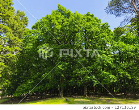 Beautiful green forest in springtime. Nature background with sun. Beautiful green forest in springtime. Nature background with sun. 127136159