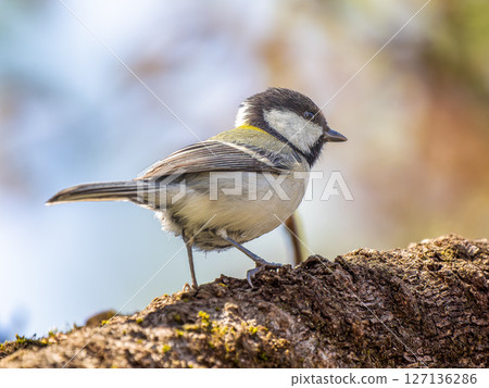 山雀在樹枝上邊緣 127136286