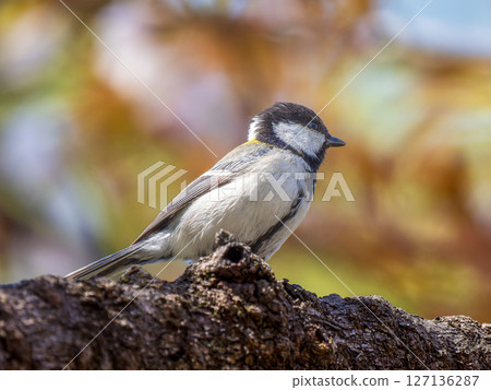 山雀在樹枝上邊緣 127136287