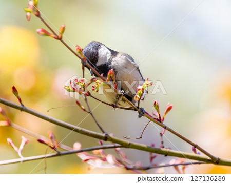 Tits fringing on branches Tits fringing on branches 127136289