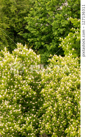 Leafs background. Leafs background. 127136311