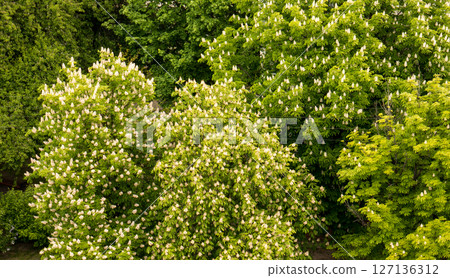 Leafs background. 127136312