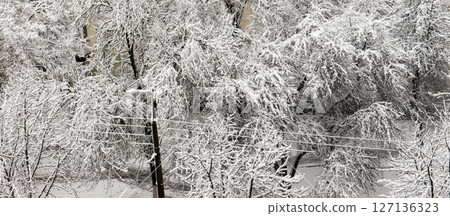 Branch objects texture and background. Snow. Winter. 127136323