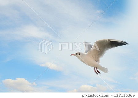 Beautiful seagull against the background of blue sky and clouds. 127136369