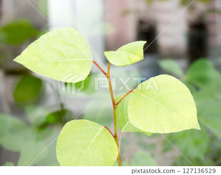 Populus leafs objects and background. 127136529