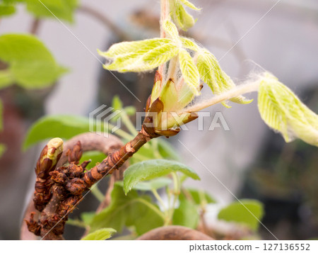 Chestnut Leafs objects and background. Chestnut Leafs objects and background. 127136552