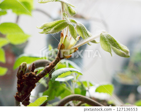 Chestnut Leafs objects and background. Chestnut Leafs objects and background. 127136553