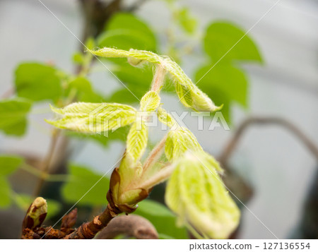 Chestnut Leafs objects and background. Chestnut Leafs objects and background. 127136554