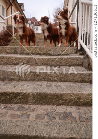 Three brown dogs are standing on a set of stairs 127136613