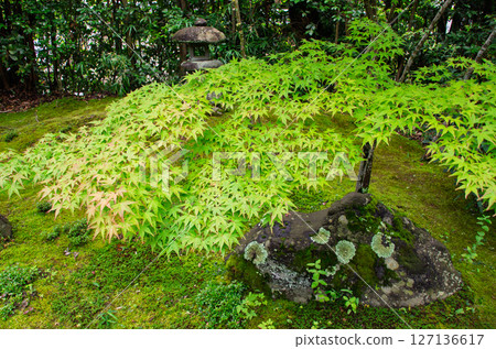 有青苔的庭院 127136617