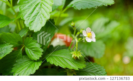 Strawberry plant detail Strawberry plant detail 127136783