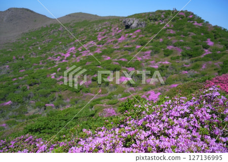 Miyama Kirishima Flower Miyama Kirishima Flower 127136995