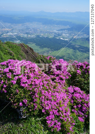 Miyama Kirishima Flower Miyama Kirishima Flower 127137040