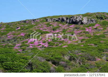 Miyama Kirishima Flower Miyama Kirishima Flower 127137041