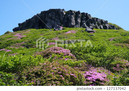 Miyama Kirishima Flower Miyama Kirishima Flower 127137042