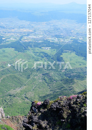 Miyama Kirishima Flower 127137044