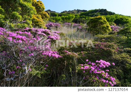 Miyama Kirishima Flower 127137054