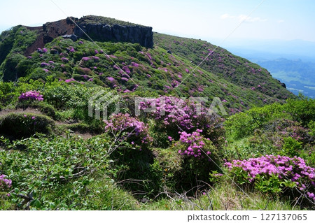 Miyama Kirishima Flower 127137065