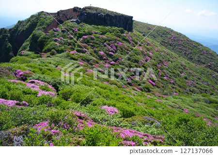 Miyama Kirishima Flower Miyama Kirishima Flower 127137066