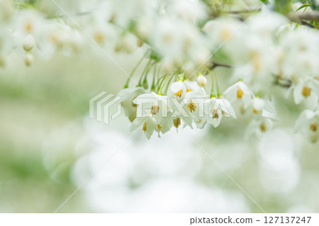 Scenery of fresh greenery and white flowers of snowbells in Midori City, Gunma Prefecture Scenery of fresh greenery and white flowers of snowbells in Midori City, Gunma Prefecture 127137247