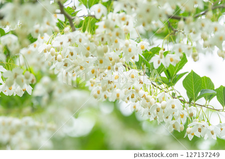 群馬縣綠市的新綠與雪鈴花的白色風景 127137249