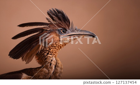 A bird with a long beak and feathers on its head 127137454