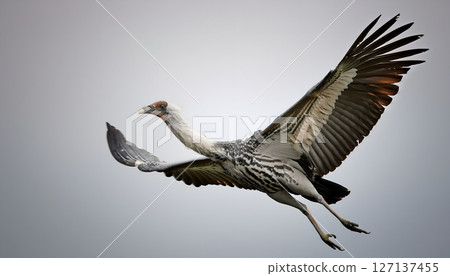 A bird with a long neck is flying in the sky 127137455