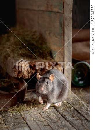 Rat in an old wooden barn. Rat in an old wooden barn. 127138725
