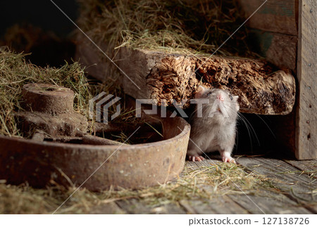 Rat in an old wooden barn. Rat in an old wooden barn. 127138726