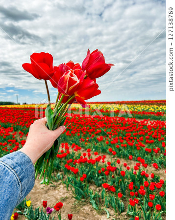 Minimalist floral composition of woman hand with red tulip bouquet amid flower field. Minimalist floral composition of woman hand with red tulip bouquet amid flower field. 127138769