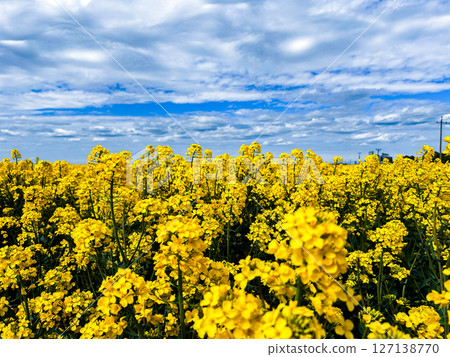Vibrant horizontal image of yellow rapeseed flower field and blue sky. Concept of Ukraine freedom. Ukrainian flag in nature. 127138770