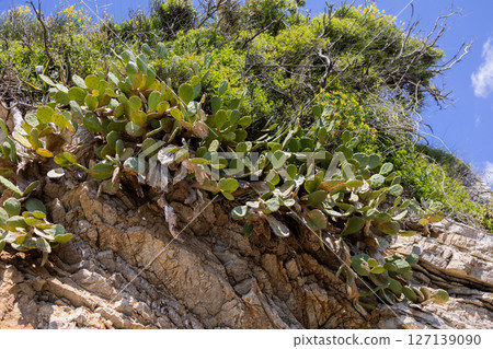 Coastal rocky cliff with cactus and green shrubs under bright blue sky. Natural landscape with dry vegetation and sunlight. Coastal rocky cliff with cactus and green shrubs under bright blue sky. Natural landscape with dry vegetation and sunlight. 127139090