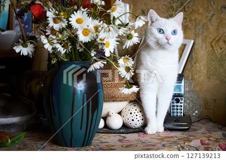 Curious Cat and Daisies. A white cat sits next to a vase of daisies Curious Cat and Daisies. A white cat sits next to a vase of daisies 127139213