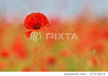 Red poppies in a poppies field. Remembrance or armistice day 127139215