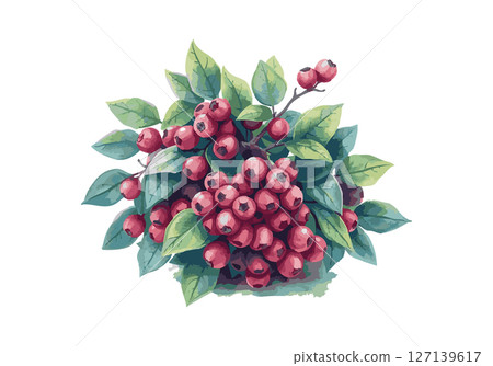 Berries on the bush watercolor vector illustration. 127139617