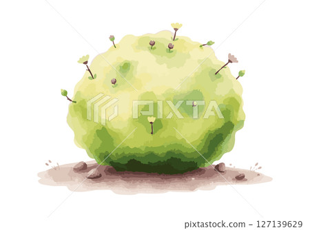 Green bush watercolor vector illustration. 127139629