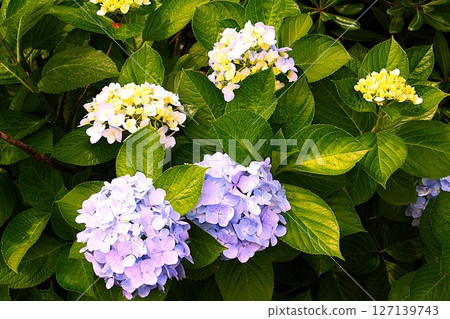 Hydrangeas blooming in a flowerbed in the park 127139743
