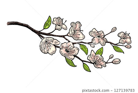 Sakura blossom. Cherry branch with flowers and bud. Petals falling. 127139783